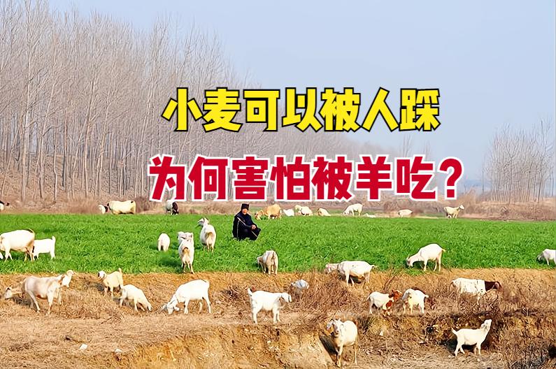 怎样预防庄稼被羊踩,麦苗不怕踩有科学依据吗
