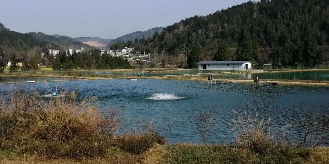 鱼塘消毒用什么成本低,鱼塘消毒用什么比较好