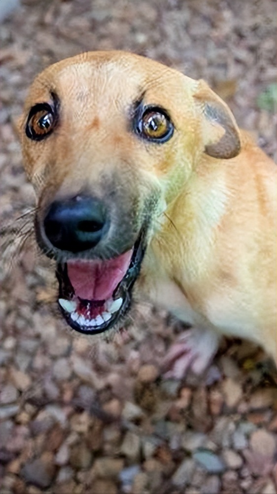 狗狗向你“求救”的7个信号,你看懂了吗?