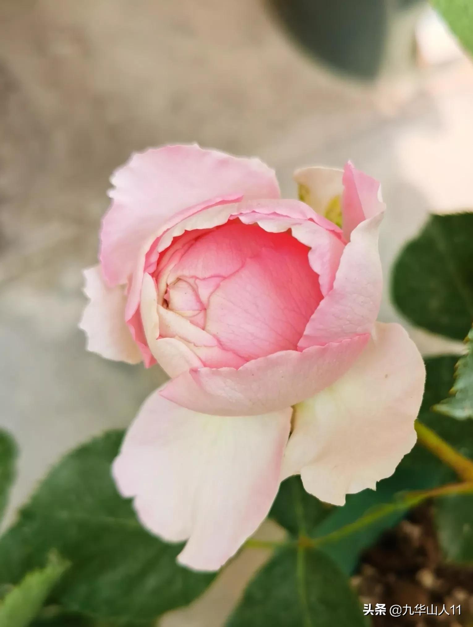 常见丰花月季品种一览,阳台盆栽丰花月季什么品种最好