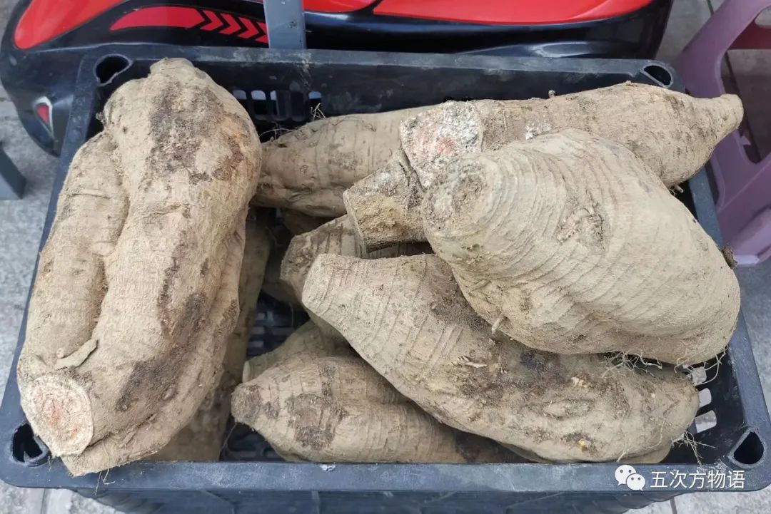 根类食物大全 (5种根菜类的食材)