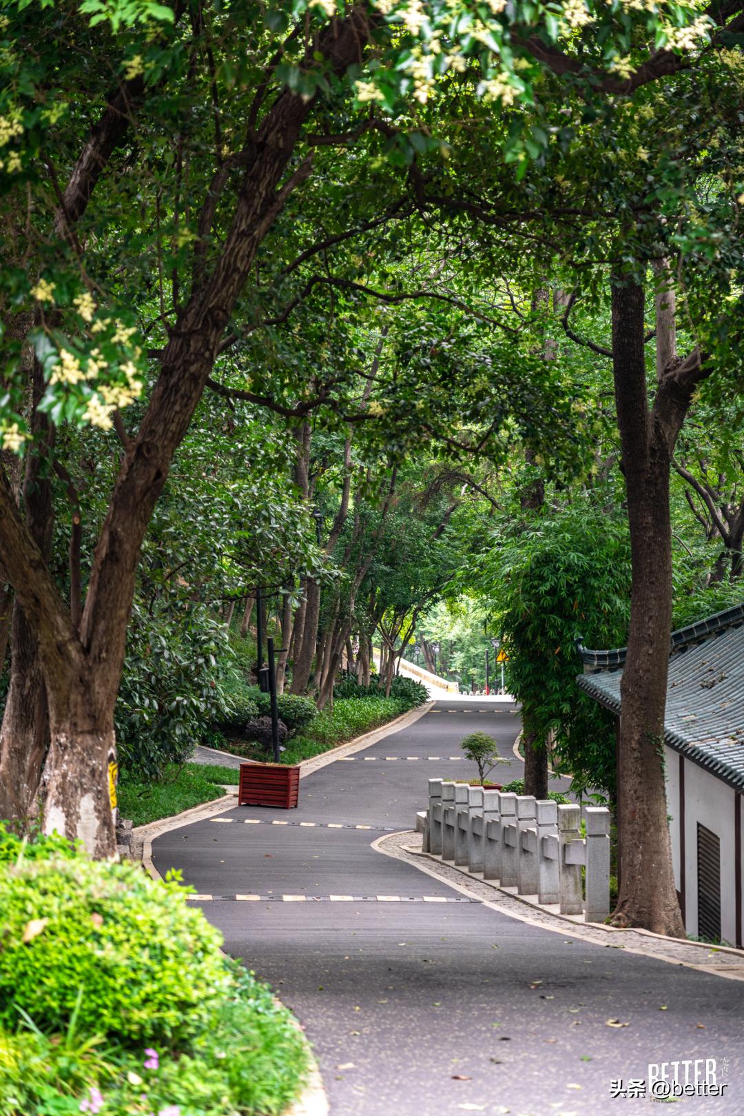 城中3处小众宝藏绿地，一起去散个步吗