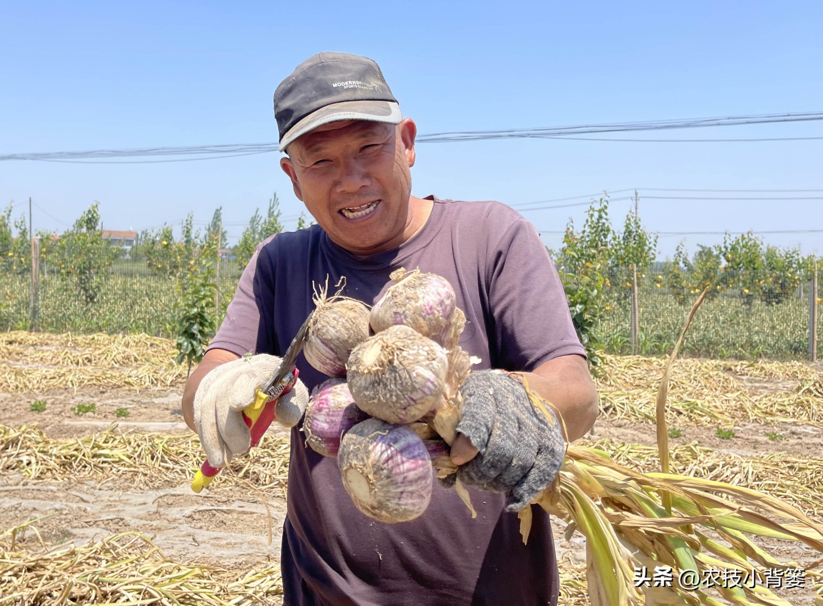 种植大量的大蒜怎么储藏,大蒜长期保鲜储存的正确方法