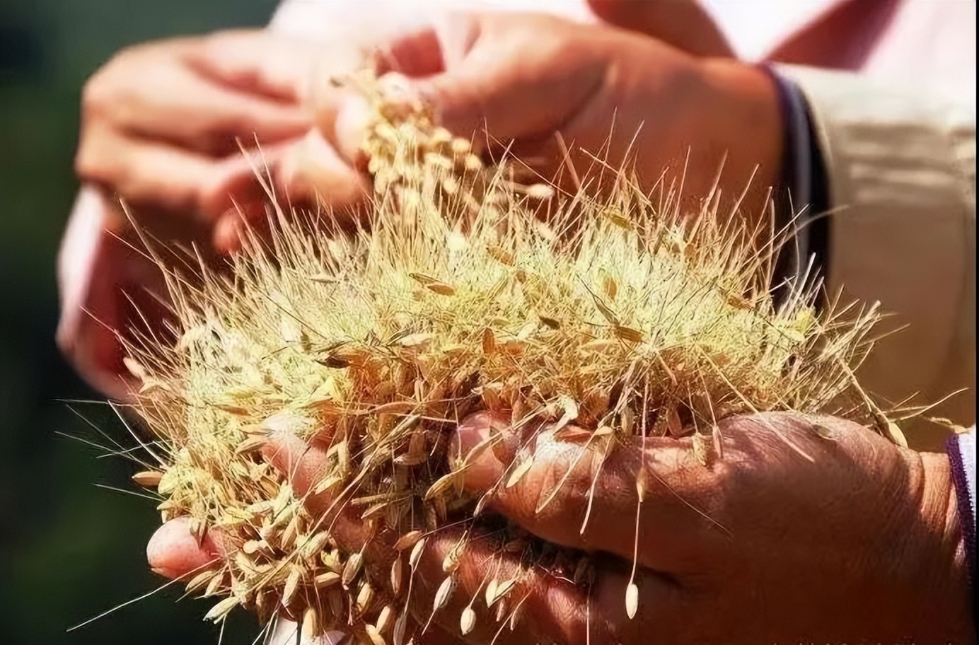 【上饶天下SHOW之万年县】上饶“一粒米”品牌价值96亿元!