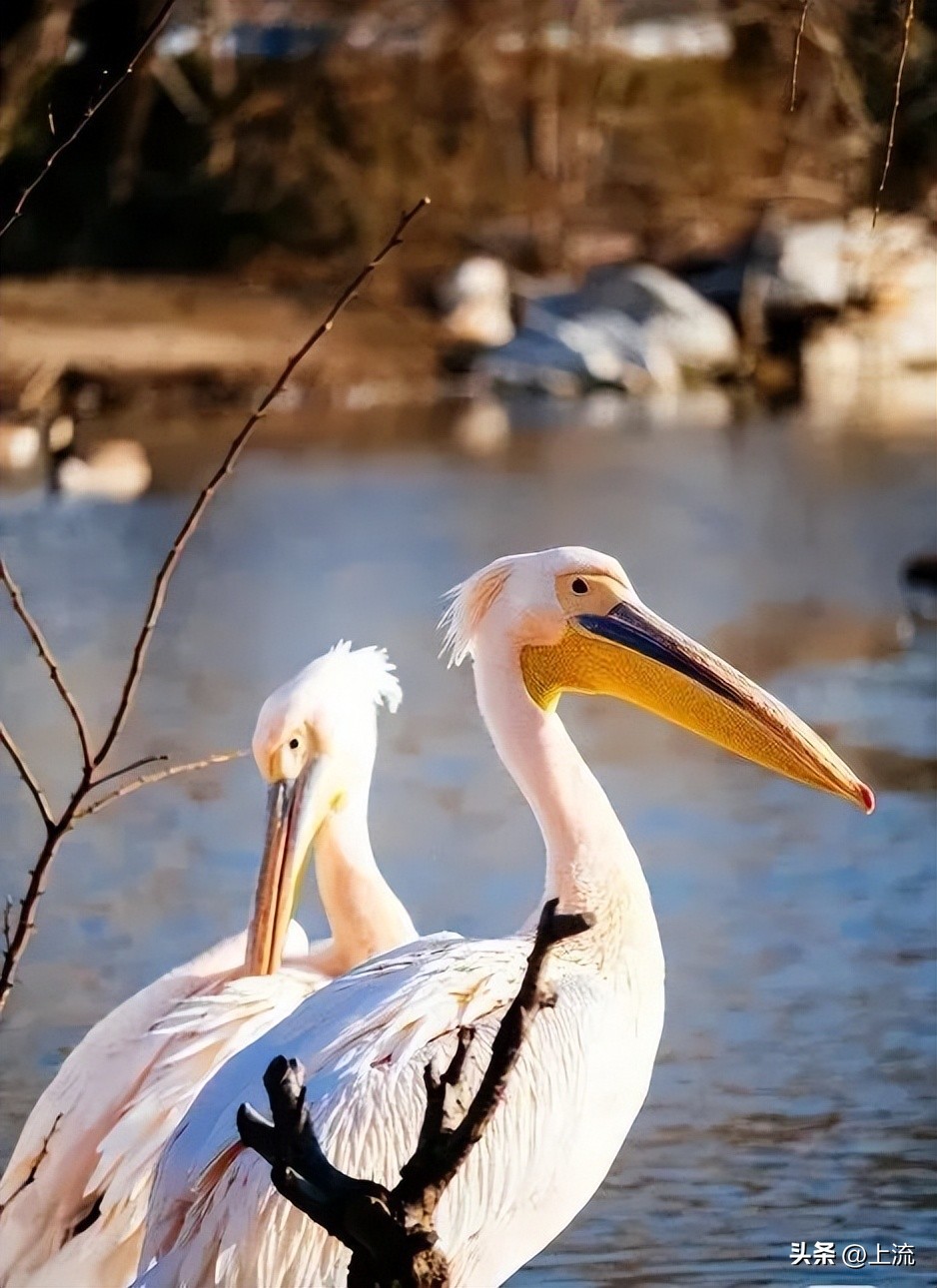 男孩景区遭鹈鹕灌顶,男孩被醍醐灌顶在什么景区