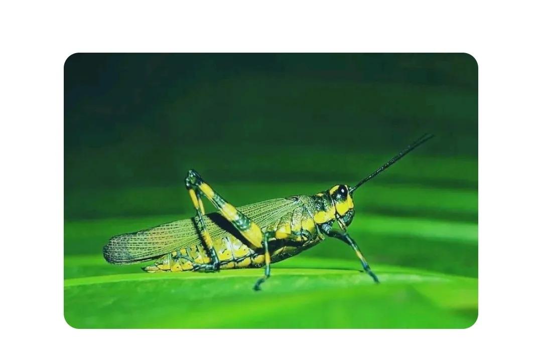 昆虫蝗虫读后感300字,昆虫蝗虫展翅