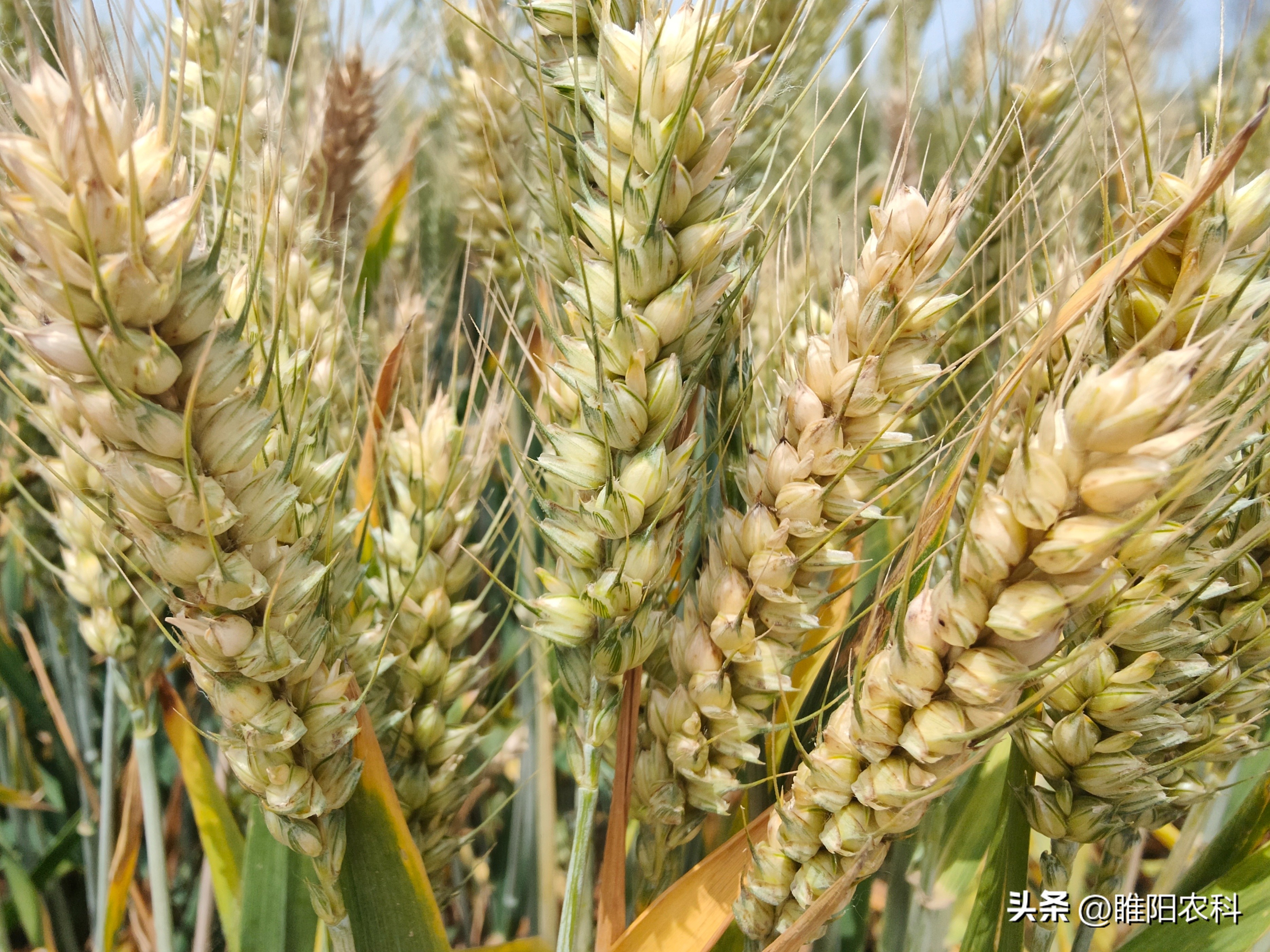 今年哪个小麦品种好,今年哪个小麦种最好