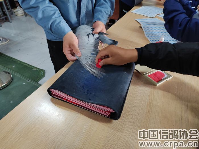 2023洲际赛决赛视频,洲际杯总决赛