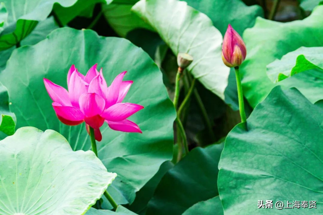 流“莲”忘返！来南桥这些地方邂逅夏天的浪漫→