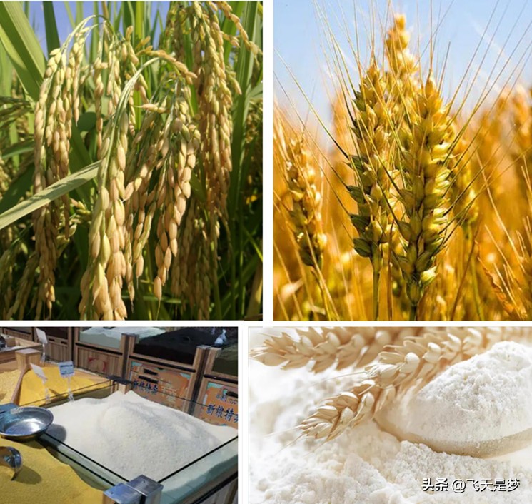 人工合成黄金米,黄金米是什么合成的能吃吗