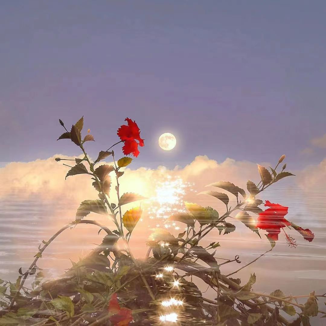 正清园小说项目违法吗,正清园小说项目靠谱么