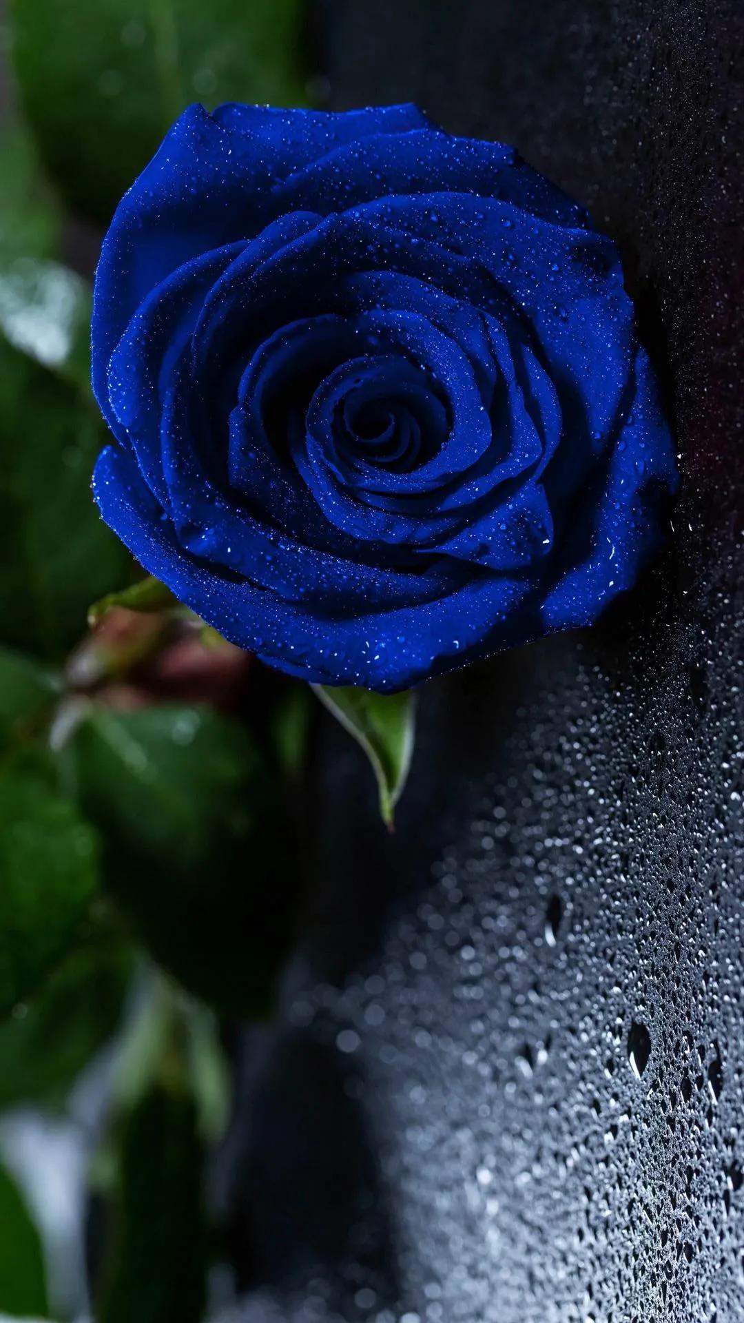 蓝色妖姬花束壁纸,花朵壁纸蓝色