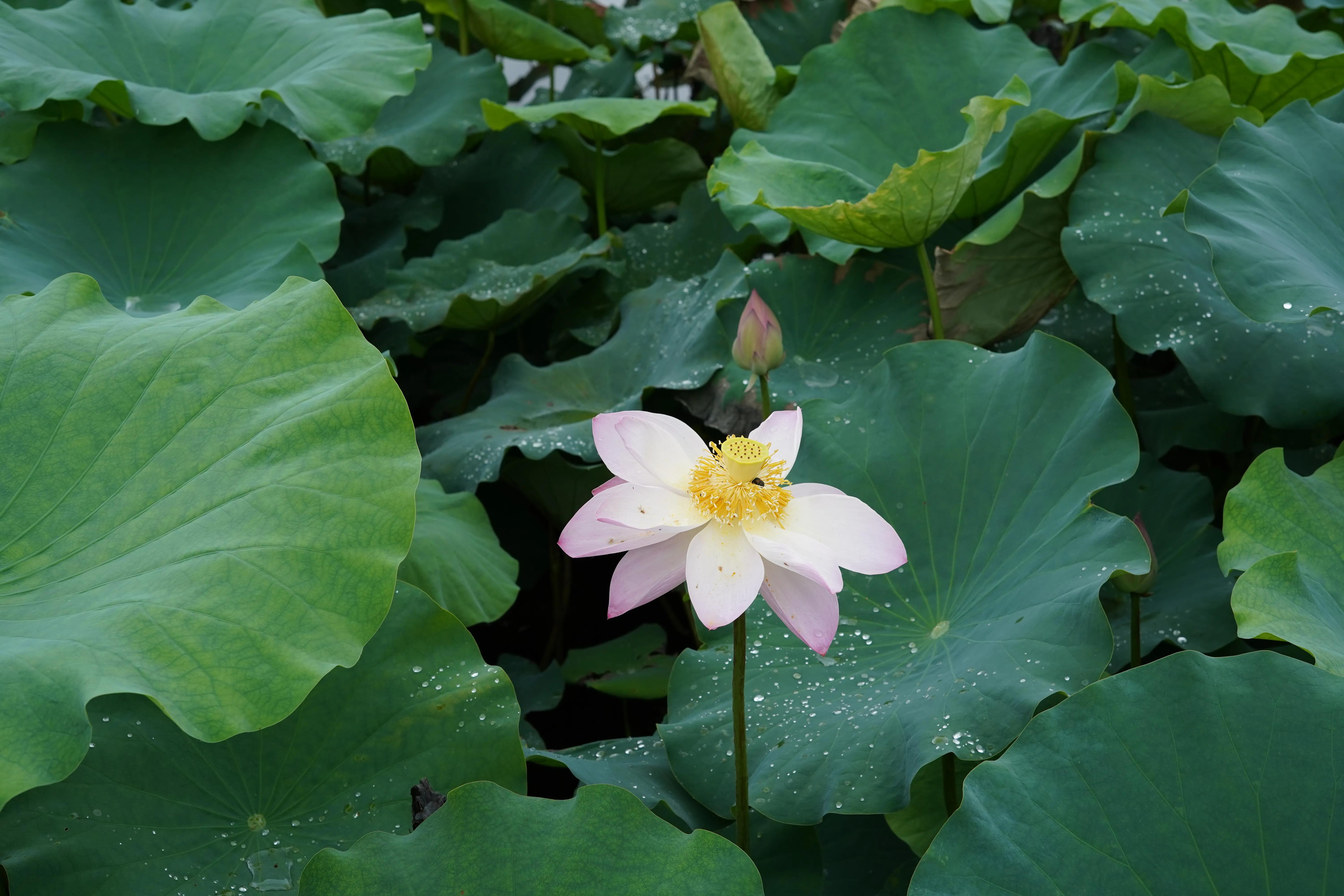 游黄山跟宏村的感受,游黄山的宏村要多长时间