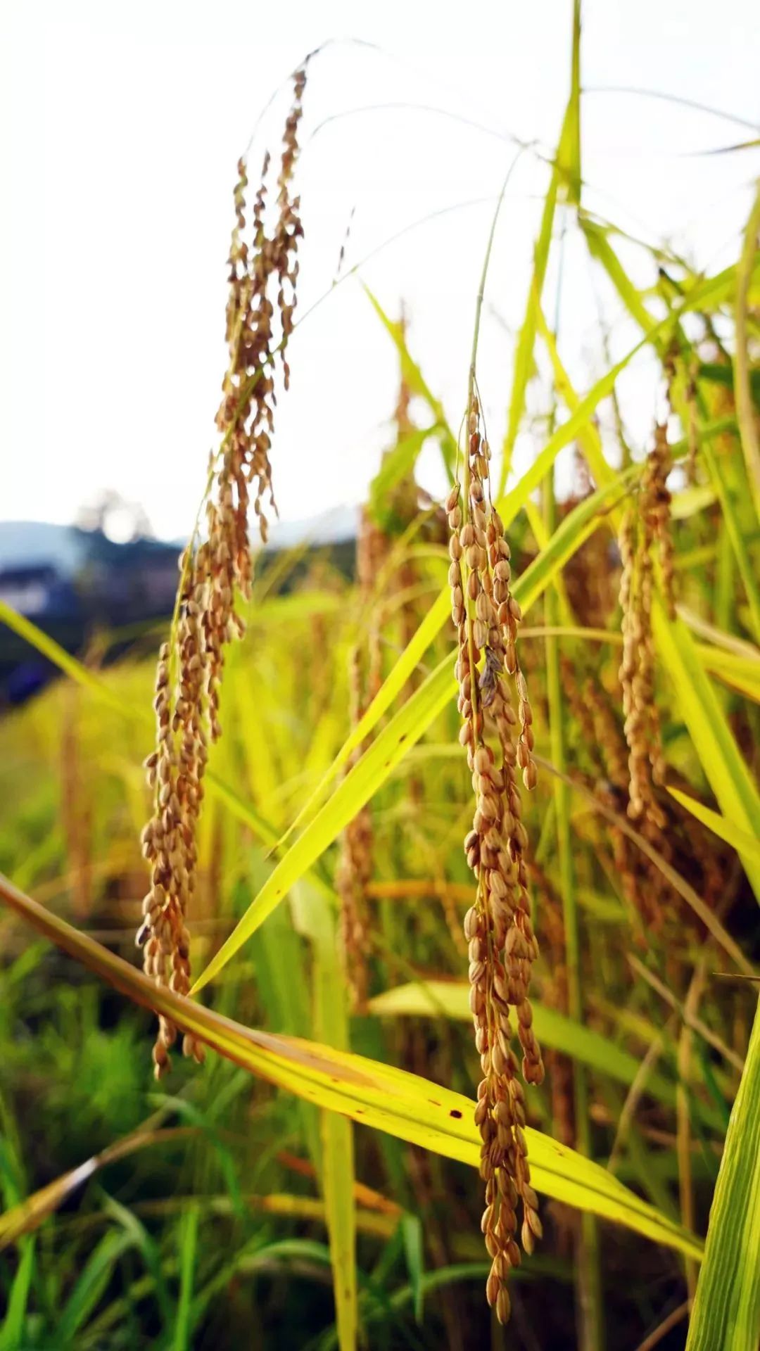 壮族三月三手工五色糯米饭,壮族三月三五色糯米饭如何制作