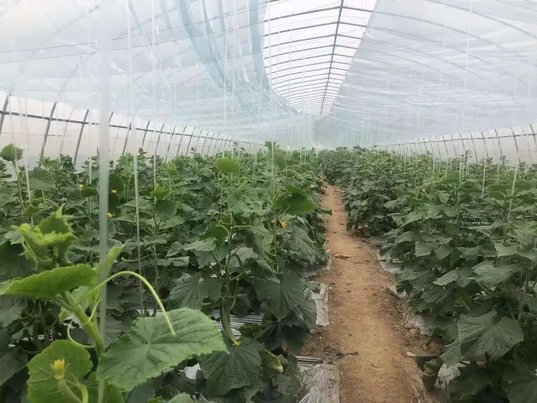 太仓人的“米袋子”“油罐子”“菜篮子”，管！够！