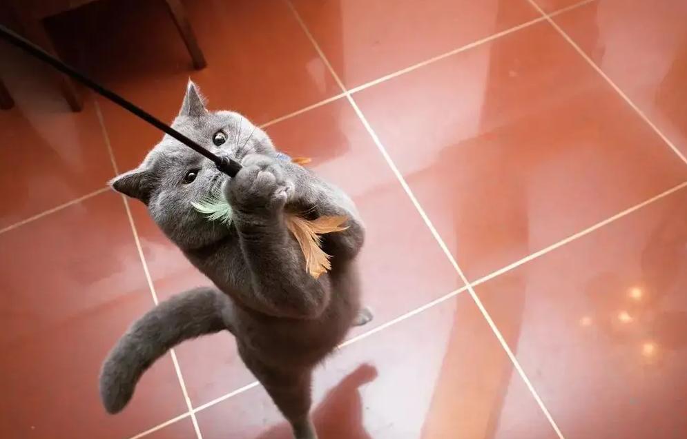 洋猫土猫差距有多大网友太真实了,土猫和宠物猫品相的区别