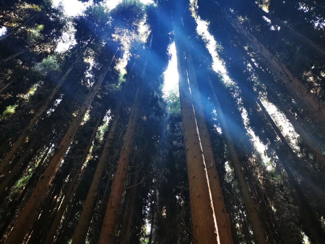 利川黄水镇,石柱黄水是个避暑的好地方