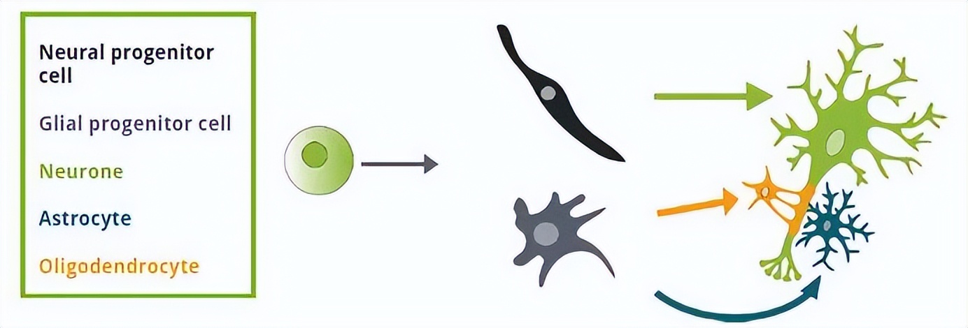 nanolive显微镜,nanolive3d活细胞成像