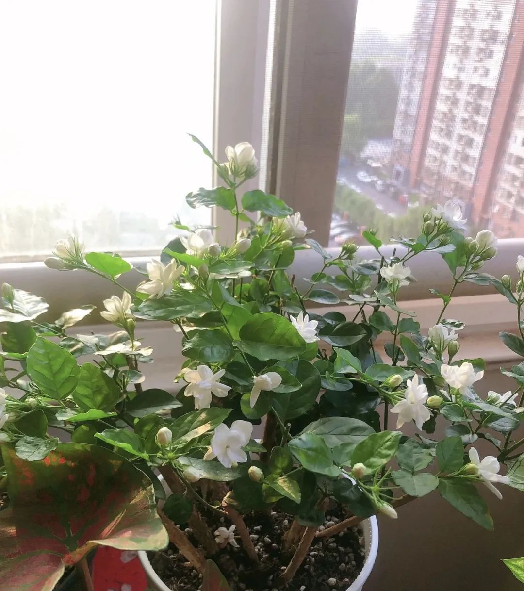 1毛钱药片,一百块钱一颗的小药片