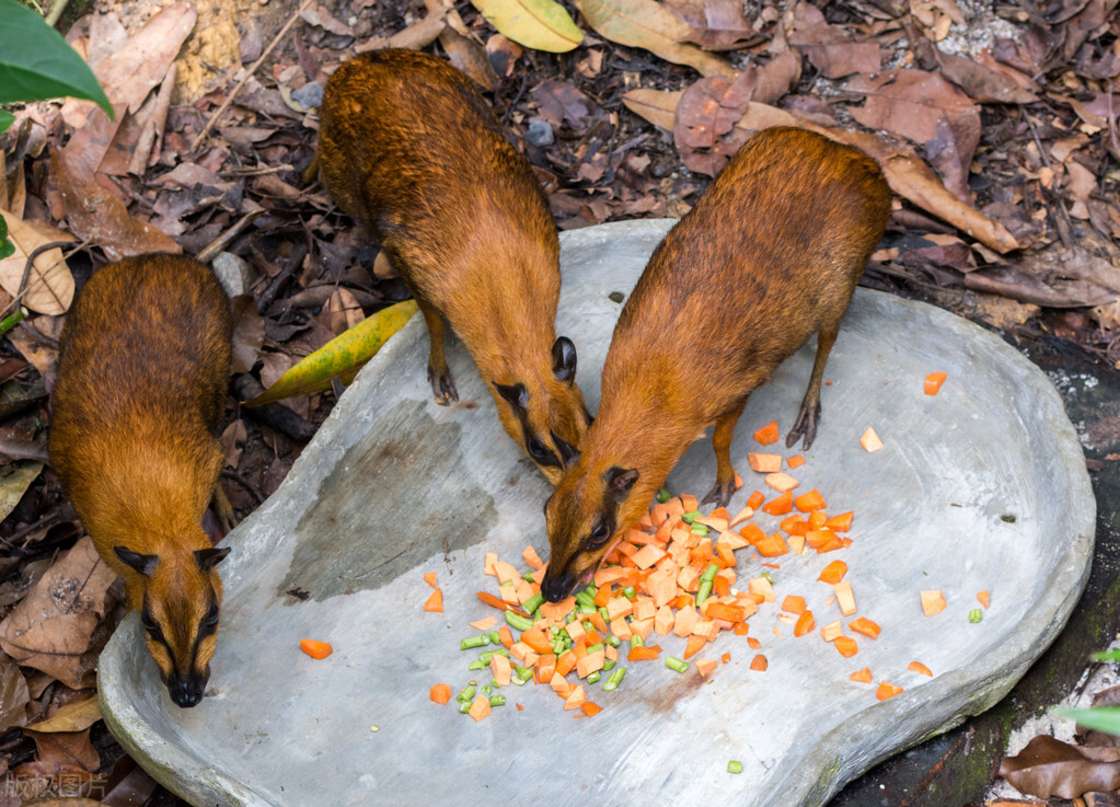 智利到底是一个什么样的国家,智利这个国家怎么来的