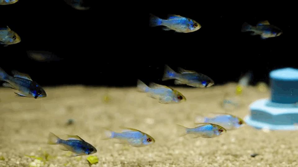 热带观赏鱼长视频,各种热带观赏鱼介绍