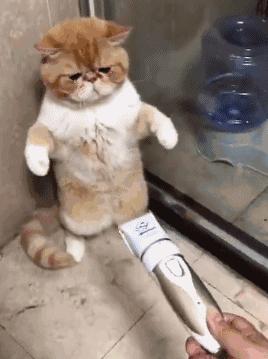 这6种猫不贵又好养养到就赚到,这六种猫养不得