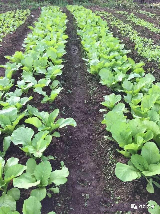 去非洲开农场，比挖金更赚钱？