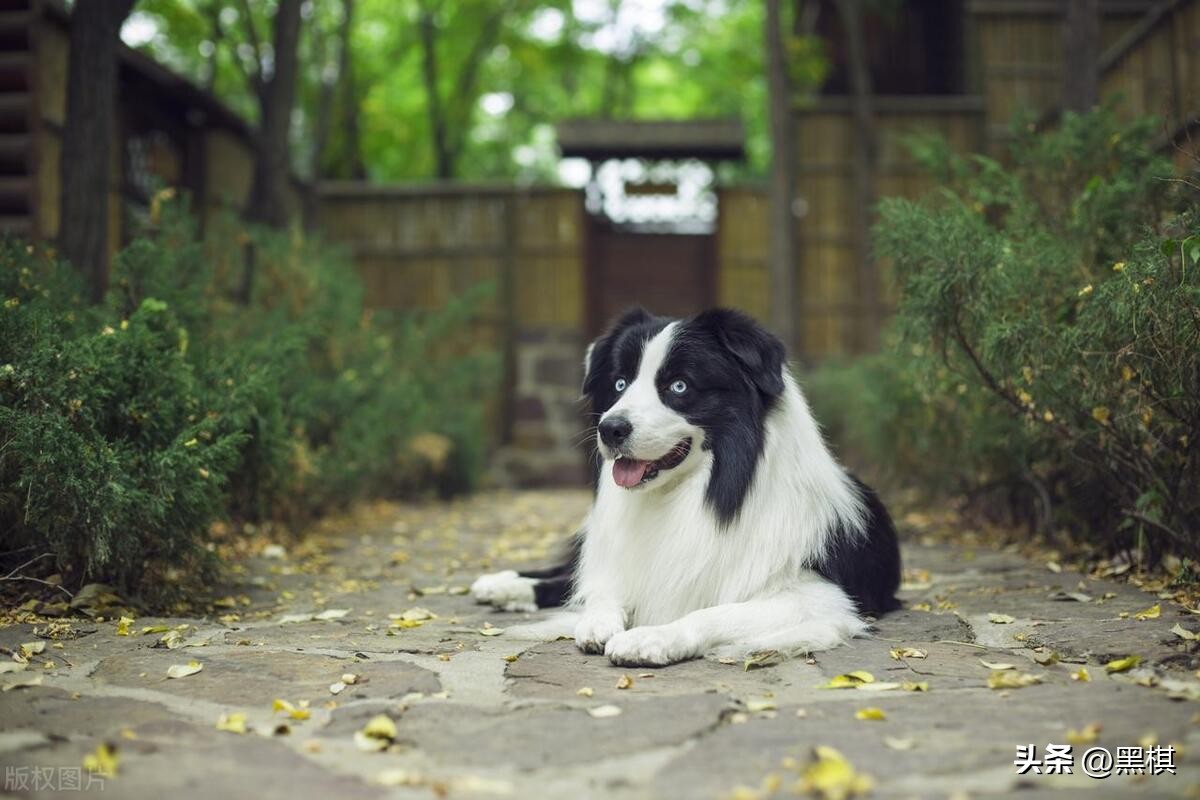 狗狗战斗力排行榜你家上榜了吗,狗狗智商排名第11的狗狗图片