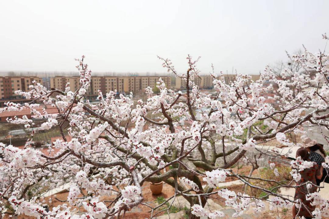 来山里看梅花,东港大孤山杏梅节直播