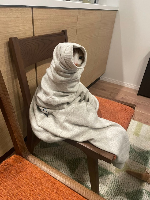 猫是怕冷还是怕热的,最怕冷的猫是什么品种