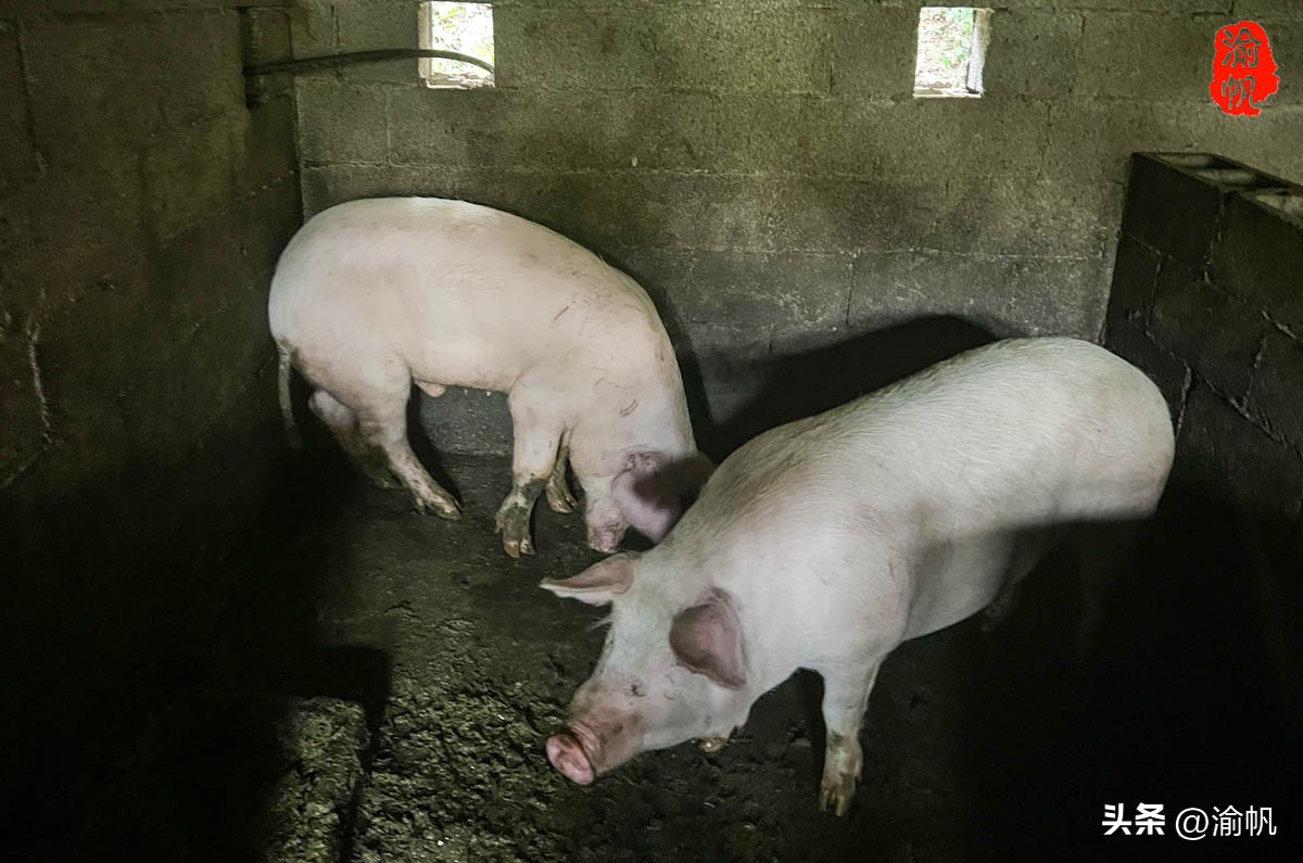 重庆深山悬崖上发现辉煌建筑房屋,重庆大山悬崖峭壁发现千年古房子