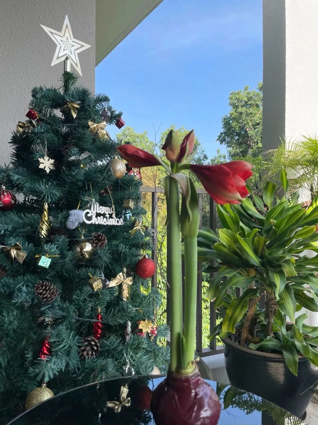 新手必看鲜花养护攻略,鲜花在水里能养几天会死