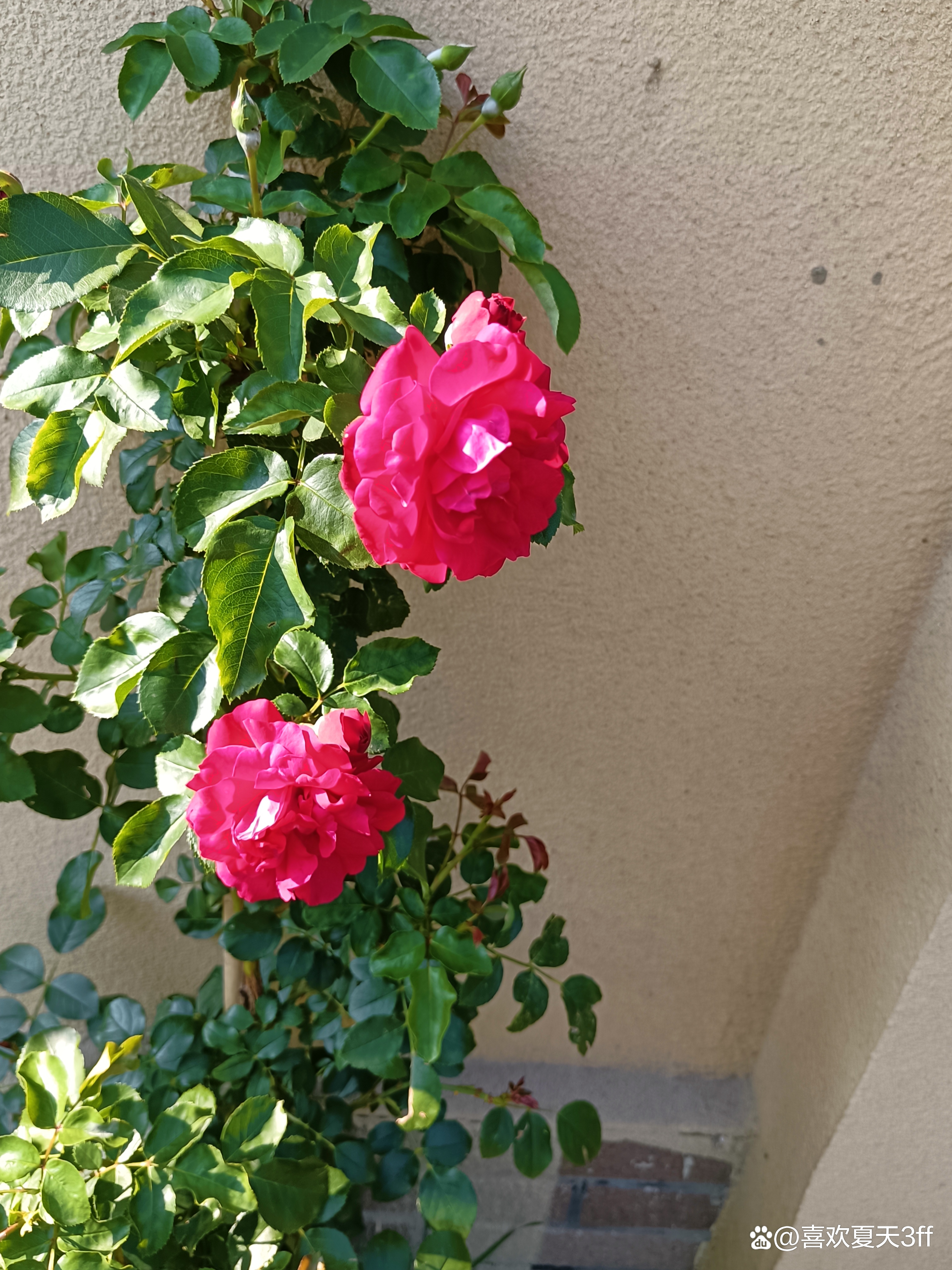 初秋时节鲜花盛开姹紫嫣红,花开初夏花香四溢