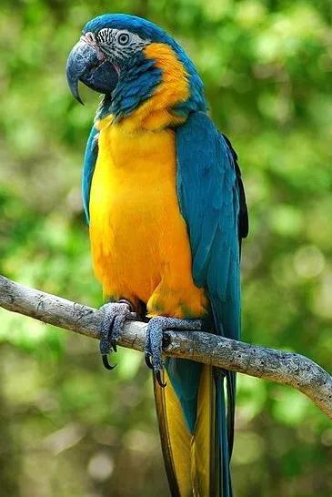 图片欣赏-金刚鹦鹉