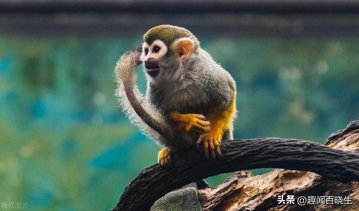 属猴的梦见老虎好不好周公解梦,属猴的梦见真猴子是什么意思呢