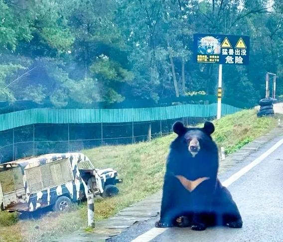重庆乐和乐都野生动物园一日游,重庆野生动物园攻略一日游