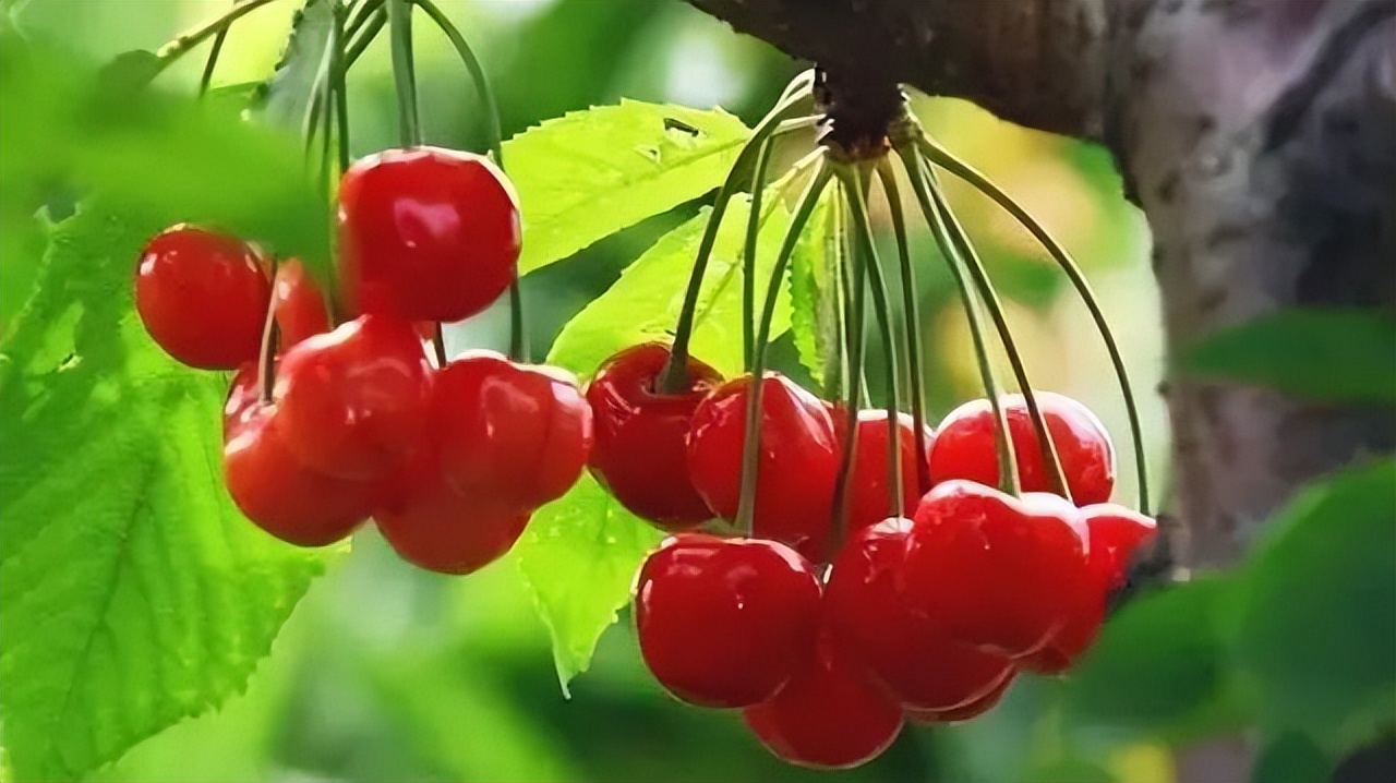 中国地理标志农产品品牌展播,洛阳十大农产品品牌排行榜