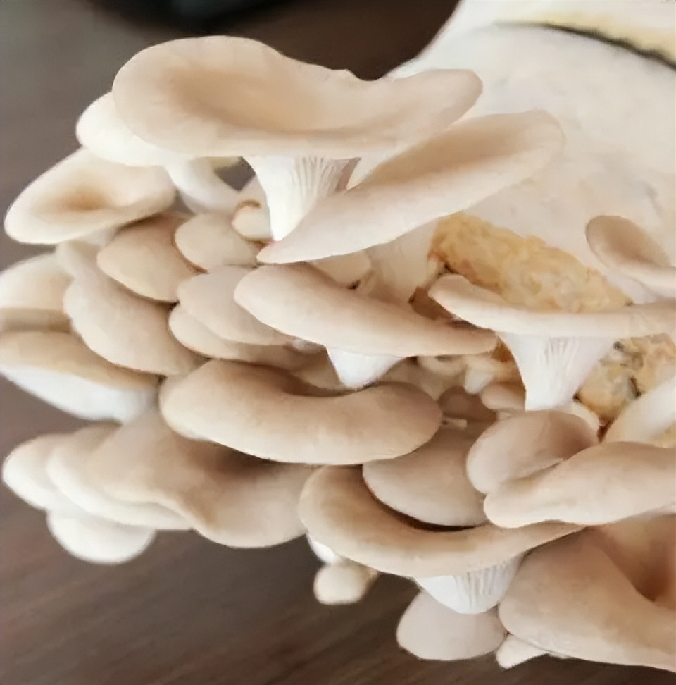 食用菌平菇,河北食用菌平菇栽培技术培训