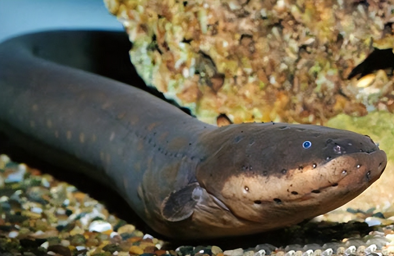 鳄鱼袭击电鳗打法视频,鳄鱼被电鳗电死