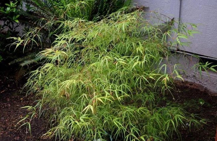 「秋天必看」枫树图鉴22年版——鸡爪枫及日本枫篇