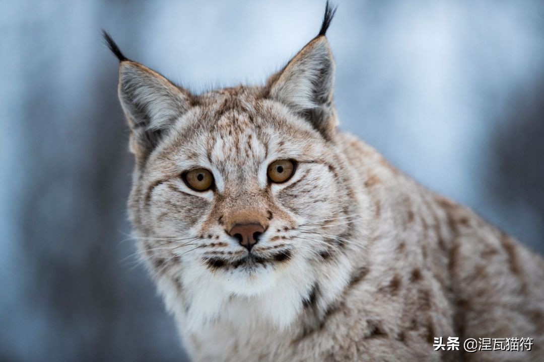 缅因库恩猫银虎斑,缅因猫浅银虎斑