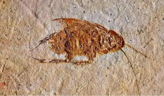 蟑螂消灭方法及蟑螂药哪种好,根除蟑螂有什么特效药和妙招