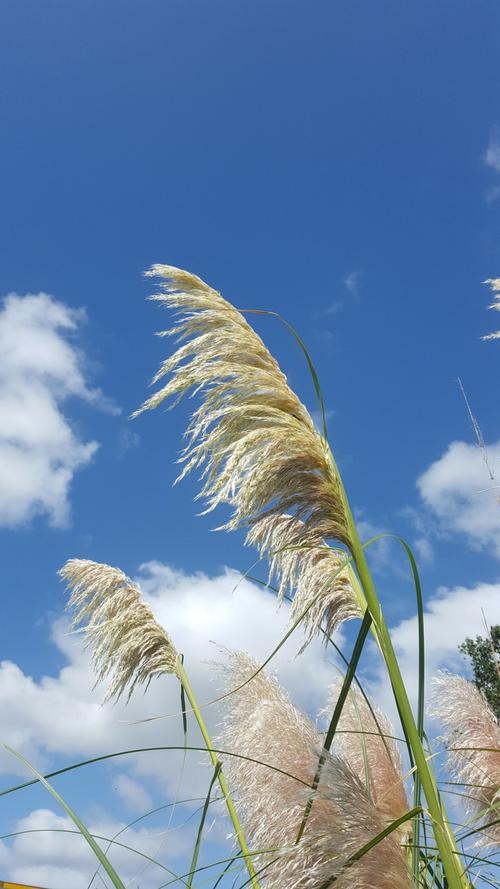 难得来一趟人间祝你活得随性洒脱,人间难得来一趟要活得潇洒自如