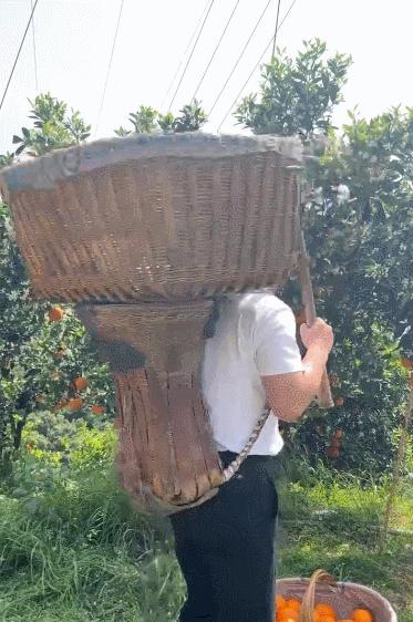 朱梓骁直播的秭归橙,朱梓骁直播助播