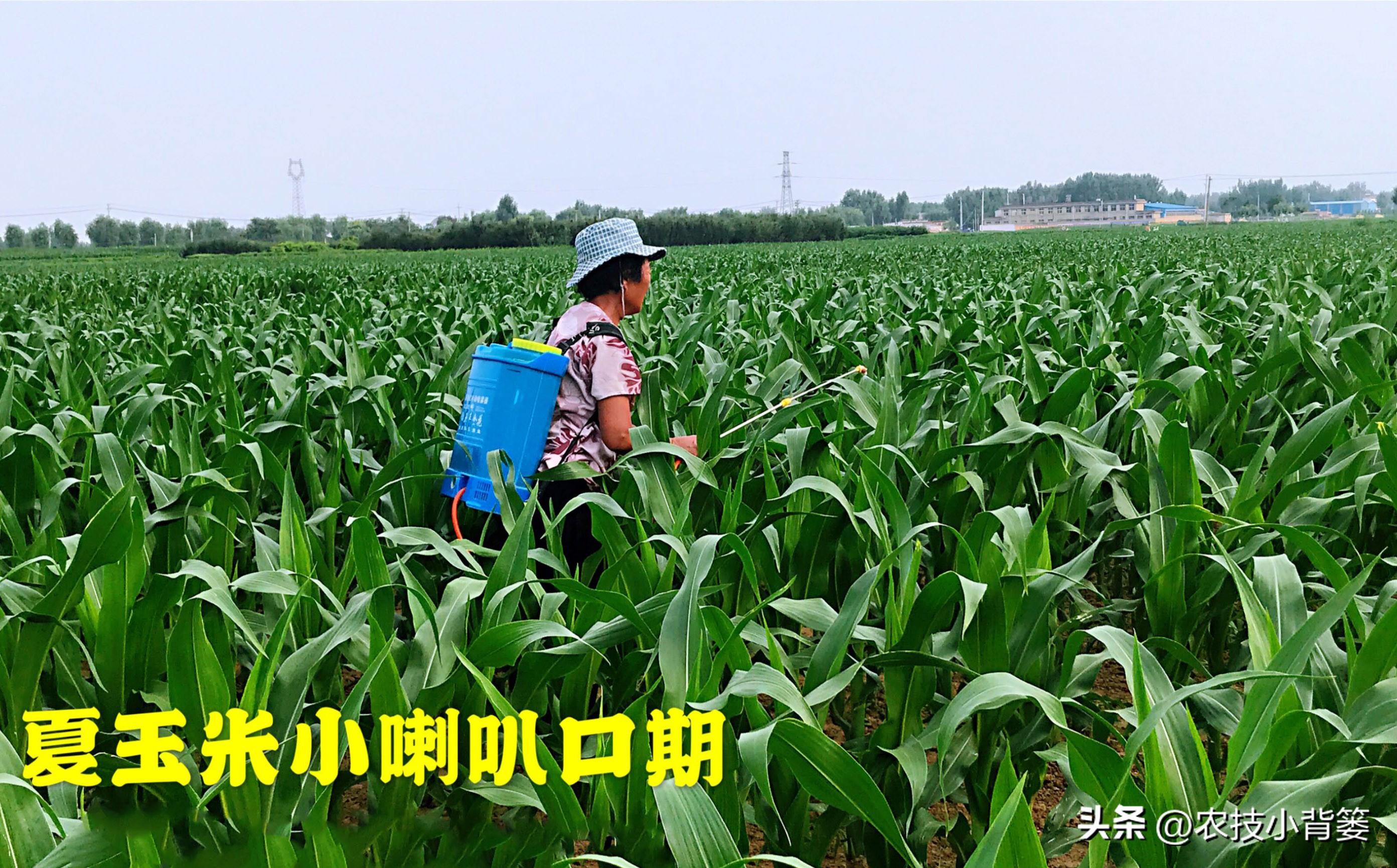 玉米管理几个关键时候,玉米的田间管理技术分哪三个时期