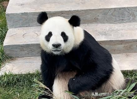 大熊猫喜妹咬伤饲养员,每天认识一只大熊猫
