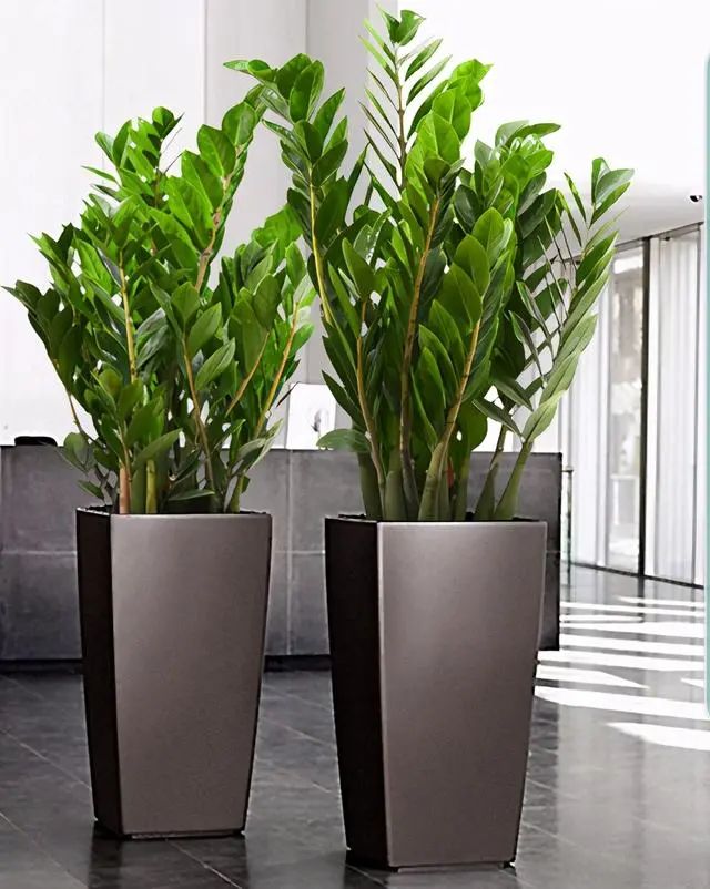 寓意吉利的花有哪些,哪一种花寓意带来好运