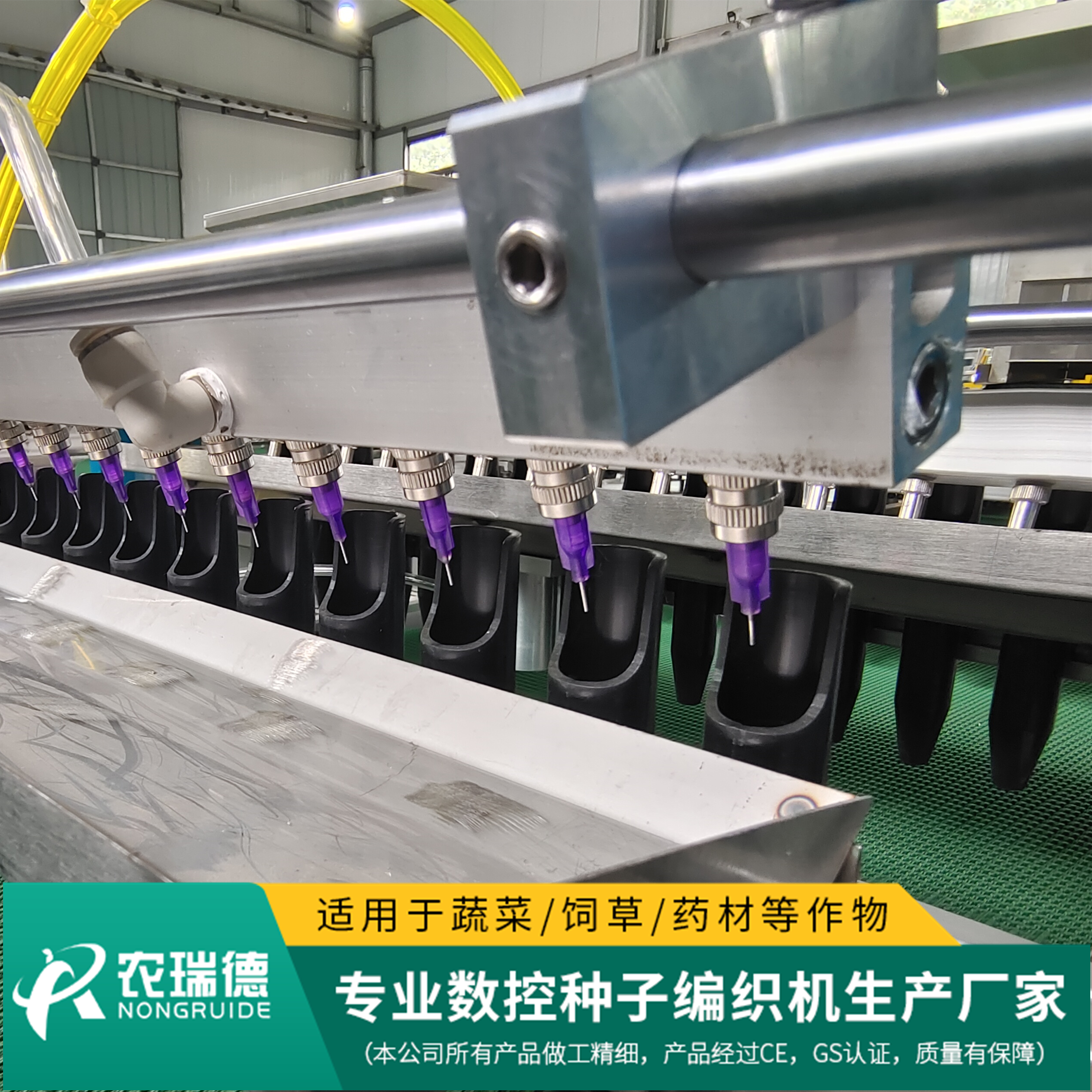 羽衣甘蓝穴盘育苗,甘蓝育苗盘育苗方法视频