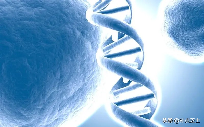 什么是基因和基因型,基因与基因组的区别