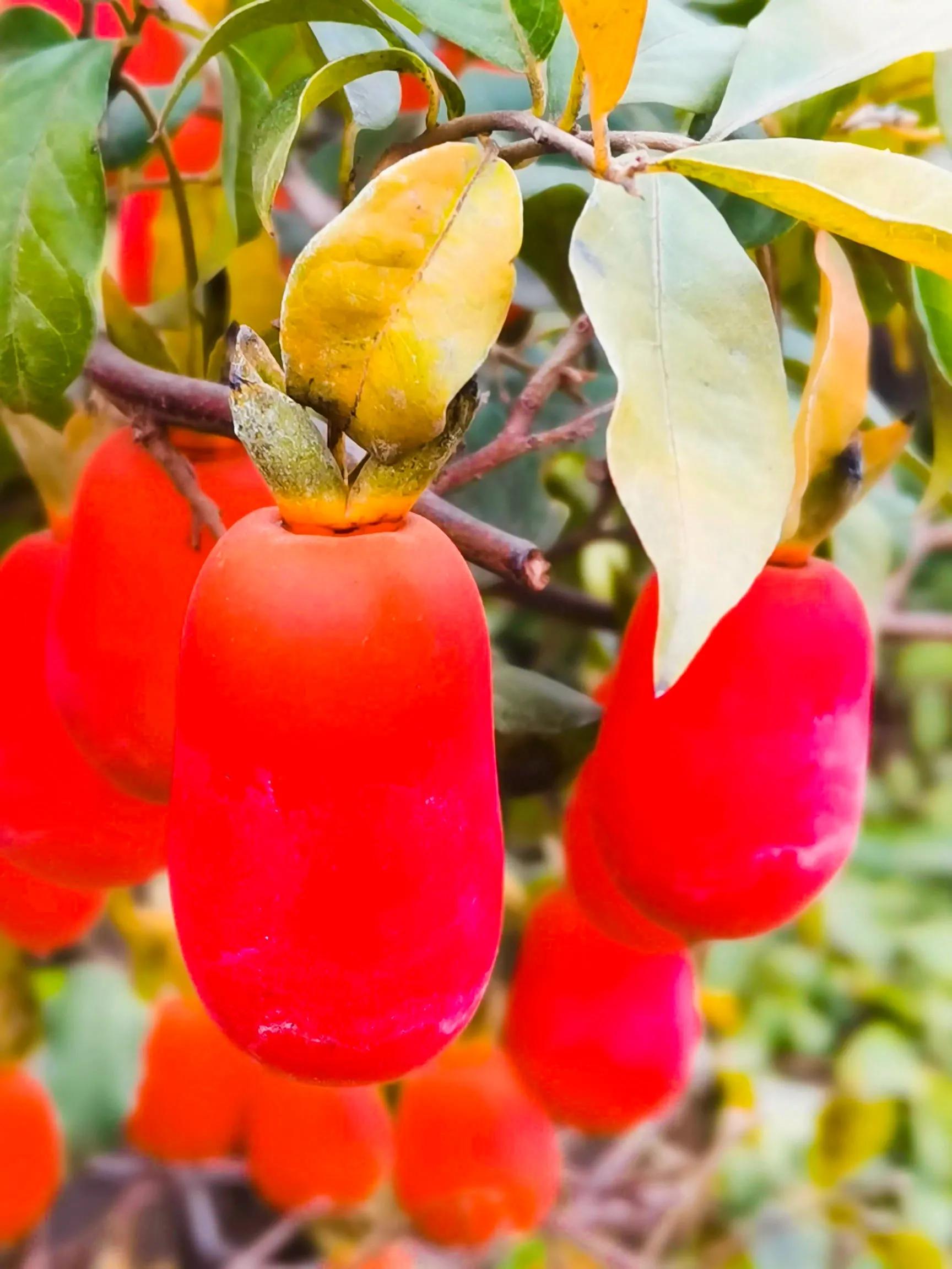 阴雨雾霾天逛月亮湾花市，郁闷不见了，心情舒朗愉悦